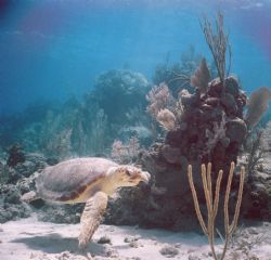 flying nassau sealife reefmaster by Gregory Roberts 